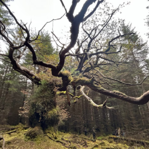 Centuries-old ‘hidden’ oak named after band wins tree of the year vote