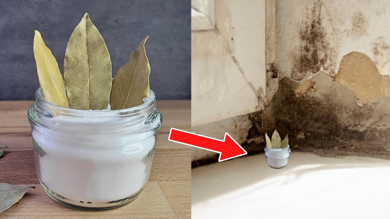 Stick Bay leaves in Baking soda to Absorb Moisture , Keep flies and mosquitoes away in your Home.