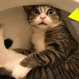 Cat Won’t Leave Toilet, Owner Lifts It and Calls the Police – Here’s What They Found