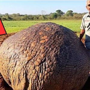 Farmer Finds Mysterious Ball, When He Sees What’s Inside, He Gets Shivers Down His Spine