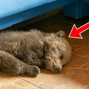 Man Finds Bear Cub Sleeping In His House. When He Notices A Strange Detail, He Calls The Vet