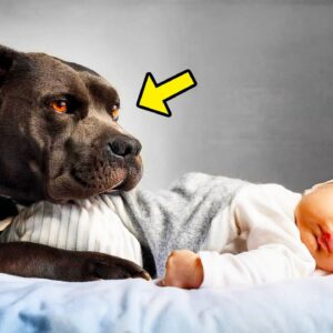 Angry Dog Refuses To Let Baby Sleep Alone. Parents Immediately Call The Cops When They Find Out Why!