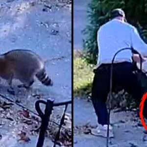 Raccoon With Jar Stuck on Head Helped by 2 Kind Strangers