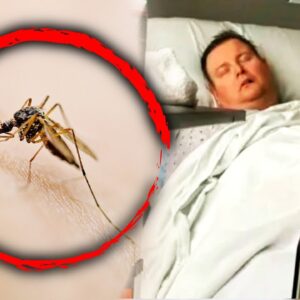 Man Dies After Contracting Triple E Virus From Mosquito