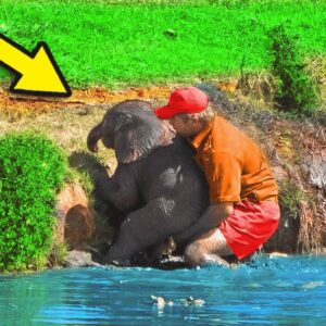 Park Ranger Saves Drowning Baby Elephant, Then The Herd Turns Around and Does THIS…