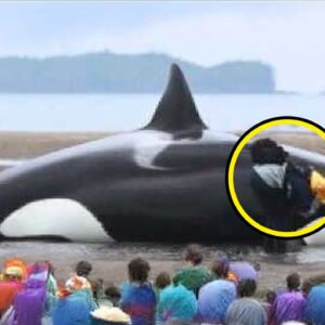 People Surround Beached Killer Whale… Just Watch What Happens Next, It’s Incredible!