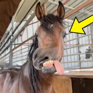 Woman Finds Strange Horse In Abandoned Stable, Vet Bursts Into Tears After Seeing The Horse