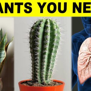 10 Healthy Plants That You Need To Have In Your House!