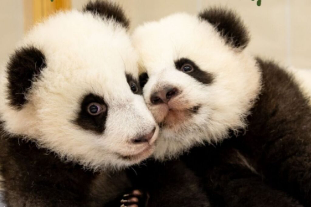 Baby pandas make their big zoo debut