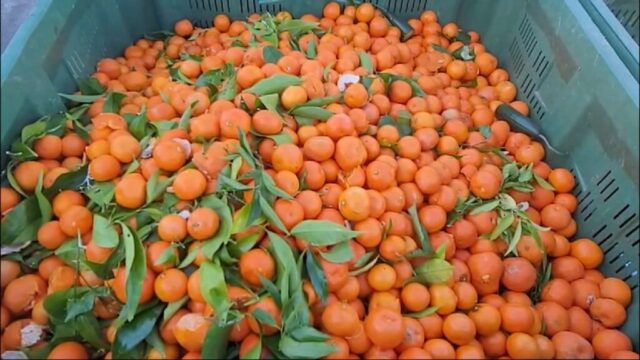 I ndaloi Kroacia, por i hëngrën shqiptarët/ Arrestohet fermeri, grumbulluesi dhe inspektori, 10 ton mandarina toksike dolën në treg